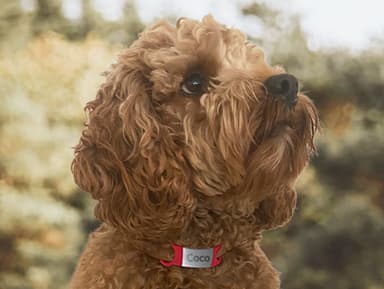 Placa identificativa para perros y gatos personalizada 