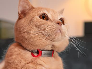 Placa identificativa para perros y gatos personalizada 